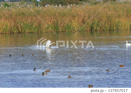 新潟の瓢湖の湖面に羽根を広げて着水する白鳥 137957017
