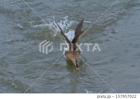 新潟の瓢湖の湖面から飛び立つ鴨の姿 新潟の瓢湖の湖面から飛び立つ鴨の姿 137957022