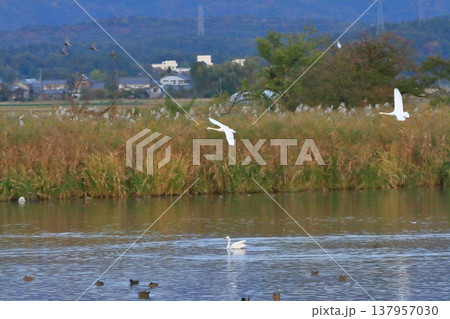 新潟の瓢湖の湖面に白鳥が飛来する光景 新潟の瓢湖の湖面に白鳥が飛来する光景 137957030