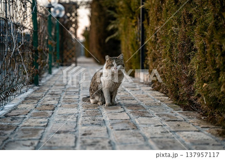 Stray Cat on a Cobblestone Pathway Stray Cat on a Cobblestone Pathway 137957117
