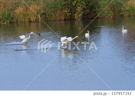 瓢湖の湖面へと着水していく白鳥たちの姿 瓢湖の湖面へと着水していく白鳥たちの姿 137957142