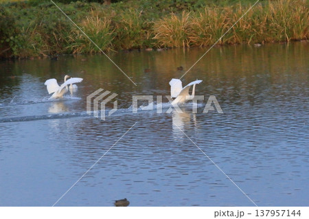瓢湖へと着水して羽根を広げる白鳥たちの姿 瓢湖へと着水して羽根を広げる白鳥たちの姿 137957144
