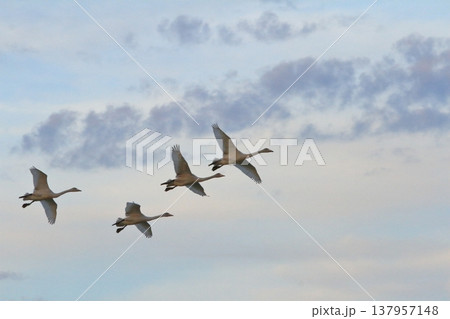 新潟の瓢湖の夕焼け空を飛ぶ白鳥たちの姿 137957148