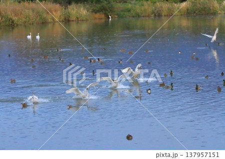 瓢湖の湖面に着水する白鳥の群れの美しい姿 137957151