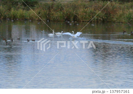 大きく羽根を広げて瓢湖に着水した白鳥 137957161