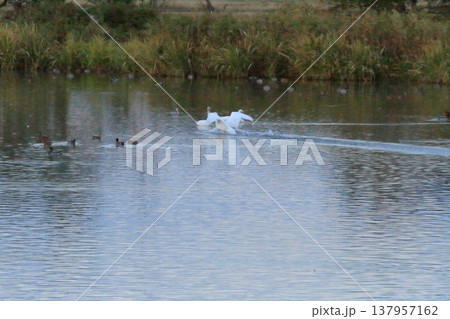 白鳥が着水した瞬間の新潟の瓢湖の景色 白鳥が着水した瞬間の新潟の瓢湖の景色 137957162