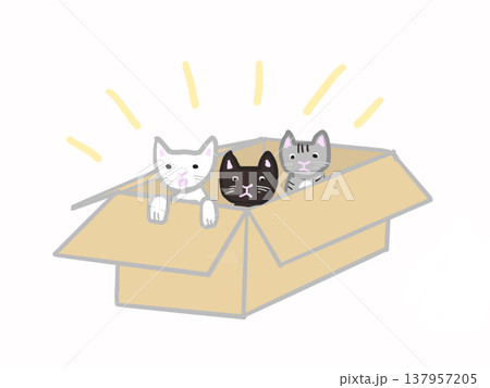 段ボールの箱に入って捨てられている子猫たち 137957205