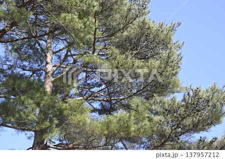 球果を着けるアカマツの枝 球果を着けるアカマツの枝 137957212