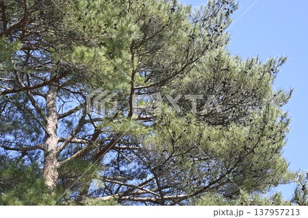 球果を着けるアカマツの枝 球果を着けるアカマツの枝 137957213