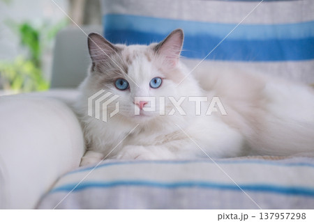 9 months old male ragdoll kitten lying on the couch, domestic cat 137957298