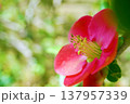 ボケ☆木瓜 137957339