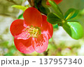 ボケ☆木瓜 137957340