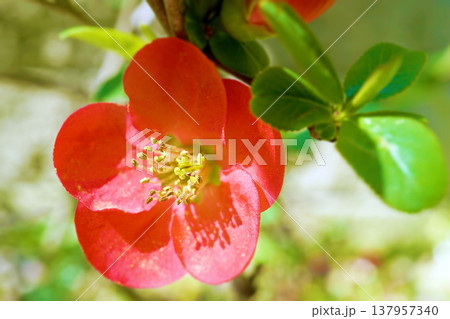 ボケ☆木瓜 137957340