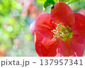 ボケ☆木瓜 137957341