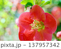 ボケ☆木瓜 137957342