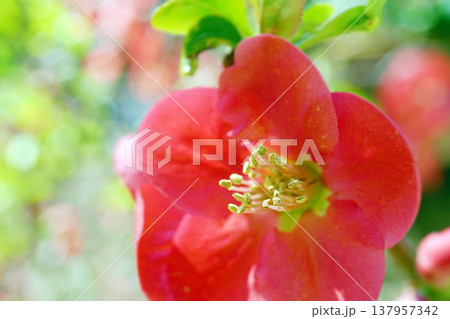 ボケ☆木瓜 137957342