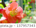 ボケ☆木瓜 137957343