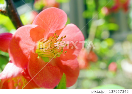 ボケ☆木瓜 137957343