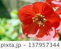 ボケ☆木瓜 137957344