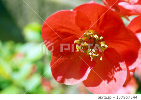 ボケ☆木瓜 137957344