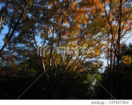 紅葉した木々 紅葉した木々 137957364