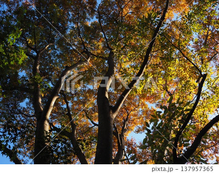 紅葉した木 137957365