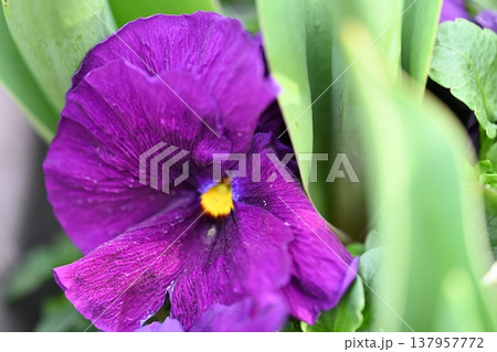 紫の花 紫の花 137957772