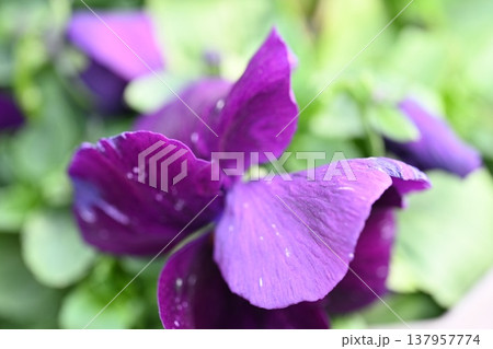 紫色の花 紫色の花 137957774