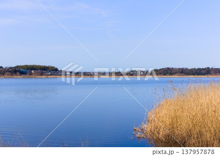 茨城県つくば市牛久沼外周の風景2026年3月 137957878