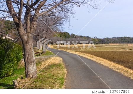 茨城県つくば市牛久沼外周の風景2026年3月 茨城県つくば市牛久沼外周の風景2026年3月 137957892