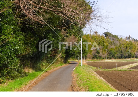 茨城県つくば市牛久沼外周の風景2026年3月 茨城県つくば市牛久沼外周の風景2026年3月 137957900
