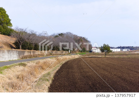 茨城県つくば市牛久沼外周の風景2026年3月 茨城県つくば市牛久沼外周の風景2026年3月 137957917