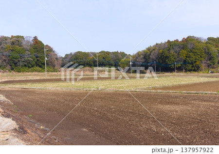 茨城県つくば市牛久沼外周の風景2026年3月 茨城県つくば市牛久沼外周の風景2026年3月 137957922