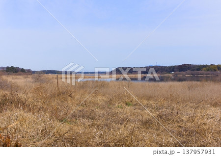 茨城県つくば市牛久沼外周の風景2026年3月 137957931