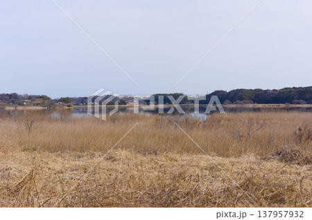 茨城県つくば市牛久沼外周の風景2026年3月 茨城県つくば市牛久沼外周の風景2026年3月 137957932
