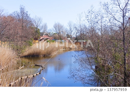 東京都葛飾区水元公園周辺2026年3月 137957959