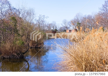 東京都葛飾区水元公園周辺2026年3月 137957960