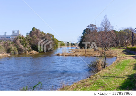 東京都葛飾区水元公園周辺2026年3月 137957966