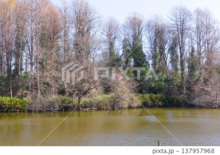 東京都葛飾区水元公園周辺2026年3月 137957968