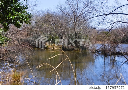 東京都葛飾区水元公園周辺2026年3月 東京都葛飾区水元公園周辺2026年3月 137957971