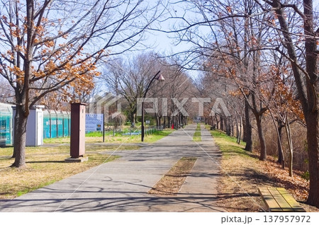 東京都葛飾区水元公園周辺2026年3月 137957972
