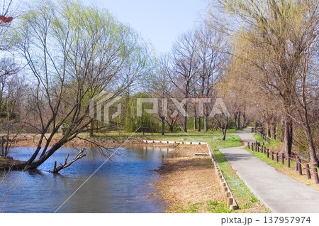 東京都葛飾区水元公園周辺2026年3月 東京都葛飾区水元公園周辺2026年3月 137957974