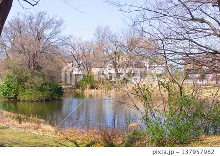 東京都葛飾区水元公園周辺2026年3月 137957982