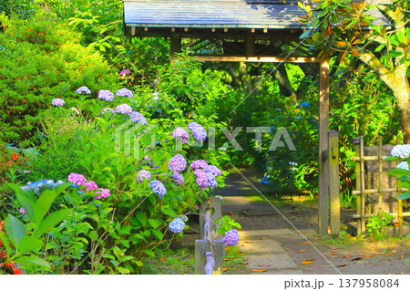 裏門前に咲く満開の紫陽花の花 137958084