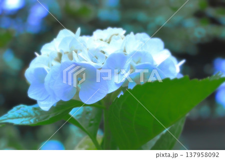 清々しい白い紫陽花の花 清々しい白い紫陽花の花 137958092