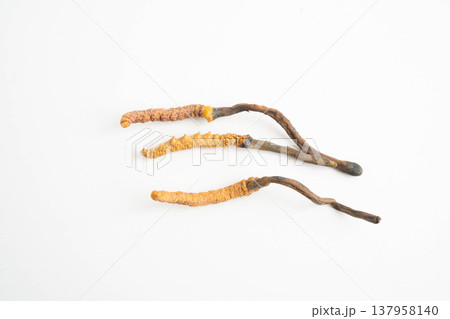 Cordyceps sinensis or Ophiocordyceps sinensis isolated on white background, mushroom herb treatment medicine. Cordyceps sinensis or Ophiocordyceps sinensis isolated on white background, mushroom herb treatment medicine. 137958140