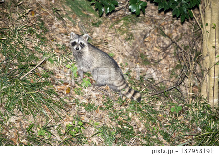 アライグマ 137958191