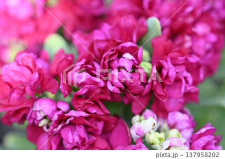 赤紫色の花 137958202