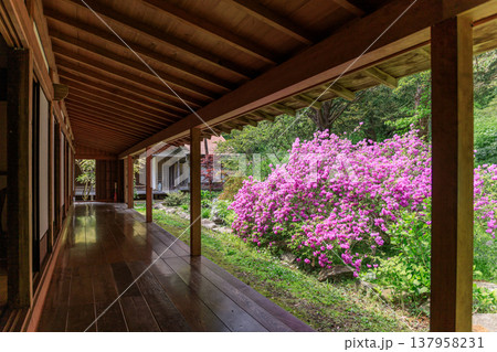 北海道伊達市、有珠善光寺の客殿裏に咲くヨドガワツツジ【5月】 137958231