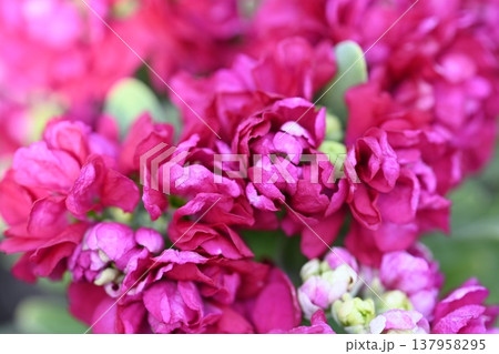 赤紫色の花 137958295